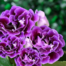 violet gloxinia flower are looking very beautiful.