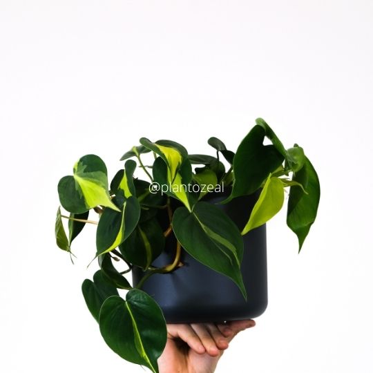 Houseplant with heartshaped leaves