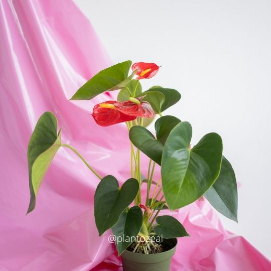 anthurium houseplant with heart shaped leaves