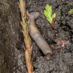 earthworms are beneficial for soil