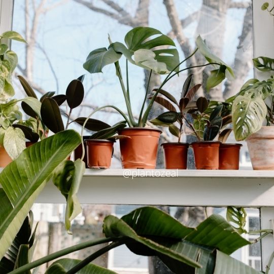 houseplants with large leaves