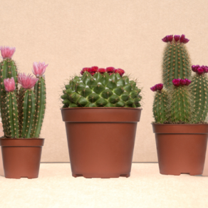 cactus of different types and shapes