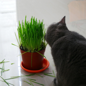 how to grow and care for cat grass as a houseplant