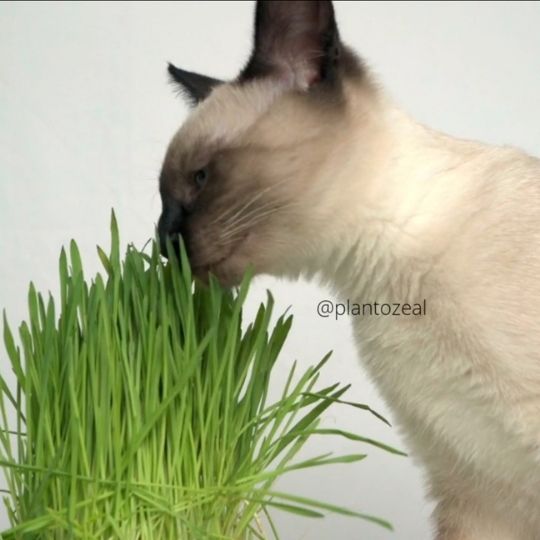 cat grass houseplant