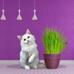 a white cat is sitting with the cat grass in a beautifully painted violet room.