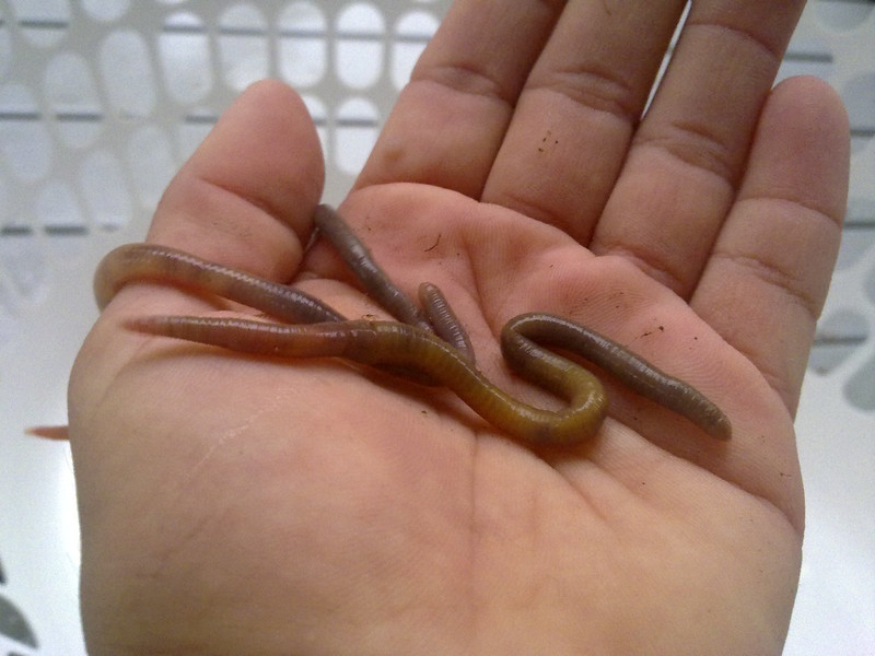 are earthworms good for plants