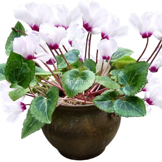 flowering cyclamen a houseplant with heart shaped leaves