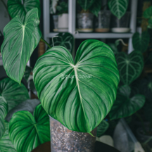 heartleaf philodendron houseplants with heartshaped leaves