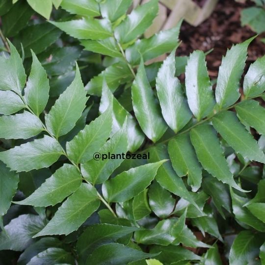 types of ferns houseplants