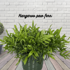 kangaroo paw types of ferns houseplants in a blackish pot is placed on the floor