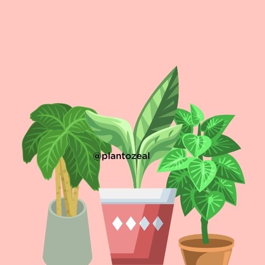 houseplant with big leaves