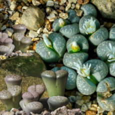 lithops (living stone) is really looking like stones