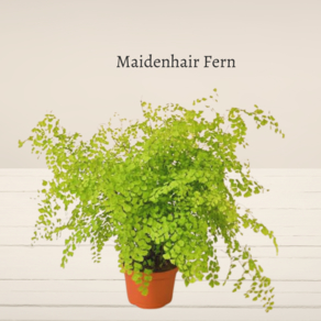 maidenhair types ferns houseplants in small pot.
