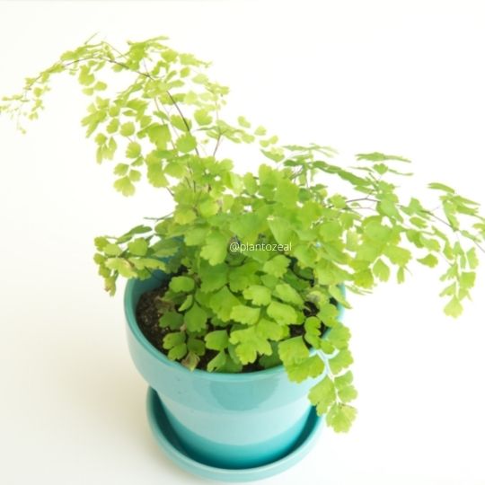 fastest growing maidenhair fern indoor plants