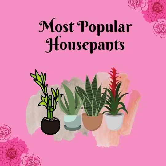 most popular houseplants