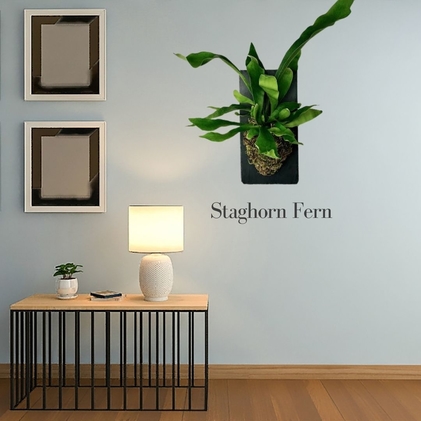 stoghorn types of ferns houseplants on the wall