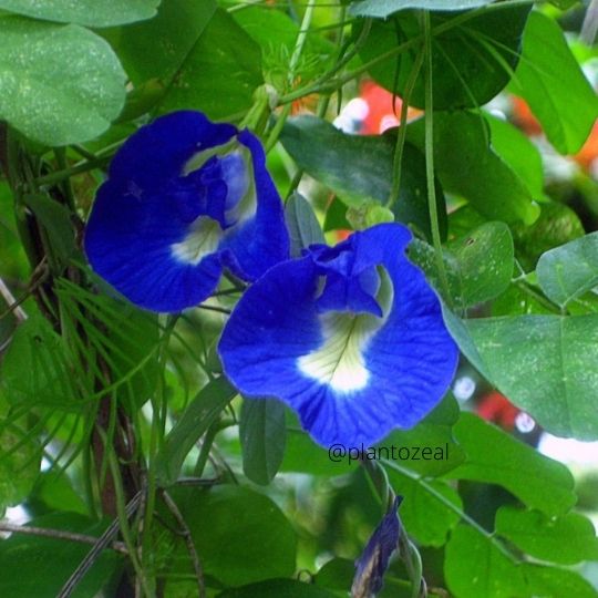 Clitoria ternatea/Clitoria ternatea: plants for all seasons