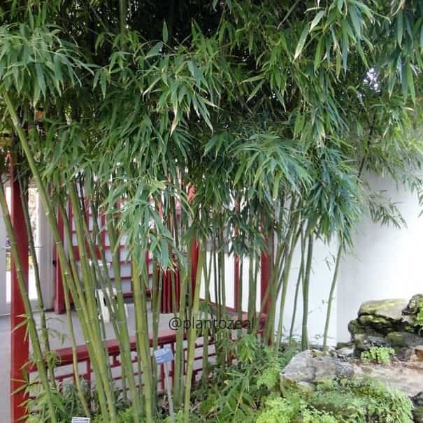 Hedge Bamboo/Phyllostachys glauca