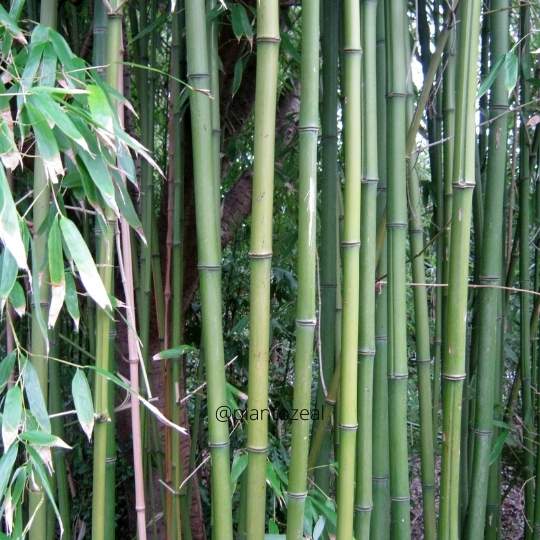 Japanese Arrow Bamboo/Pseudosasa japonica types of Bamboo House Plants