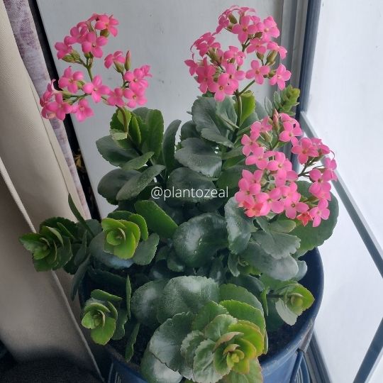 a Kalanchoes houseplant with beautiful flowers