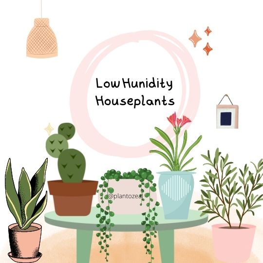 low moistness indoor plants