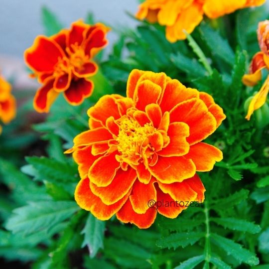 Marigold/Tagetes: all plants for all seasons