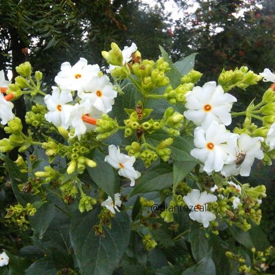 Night Jasmine/Nyctanthes arbor-tristis: plants for all seasons