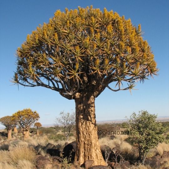Quiver Tree: Most Popular and Unique Plants