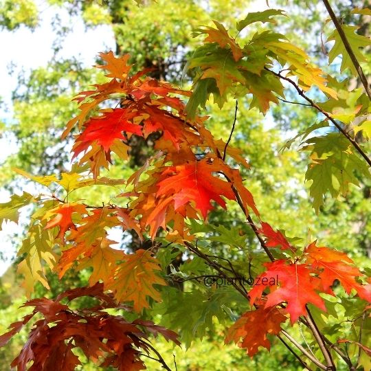 Red Oak tree: salt tolerant plants