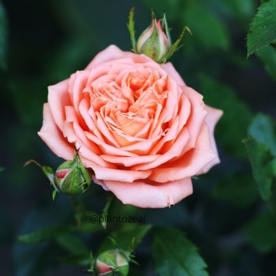 Rose/Rosa