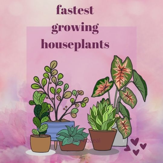 fastest growing houseplants