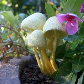mushroomLeucocoprinus birnbaumii Mushrooms Growing in House plants