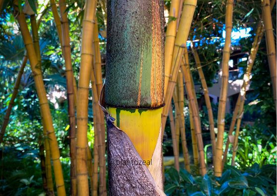 Painted Bamboo/Bambusa vulgaris ‘Vittata’