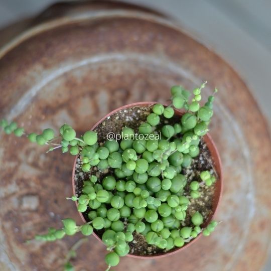 low humidity indoor plants strings of pearls