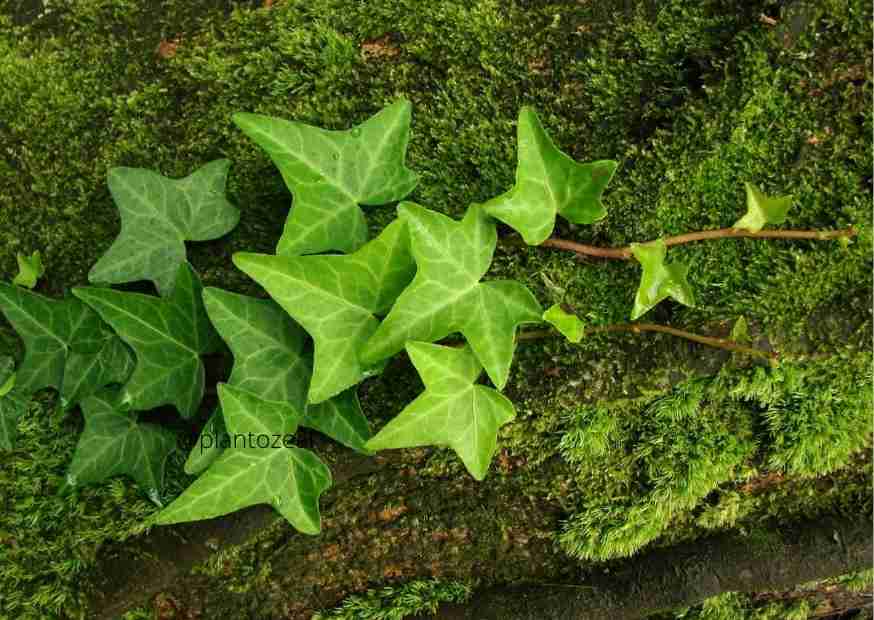 Japanese Ivy/Hedera Rhombea: Types of Ivy Plants