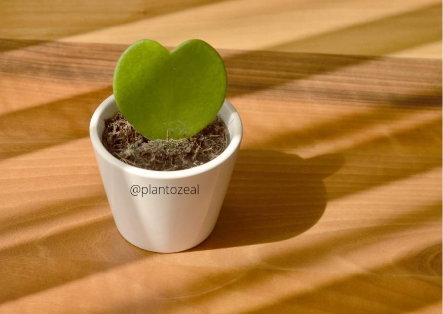 Sweetheart Hoya/Heart Shaped Leaves Houseplants